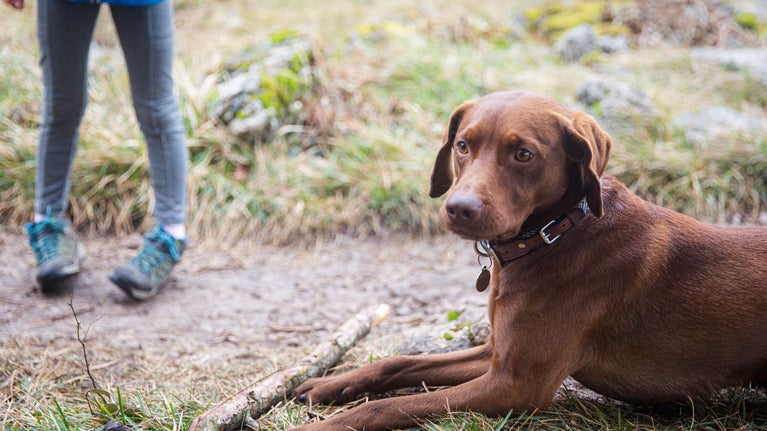 Brown labrador lying down with a stick on the grass at Eaves Wood.